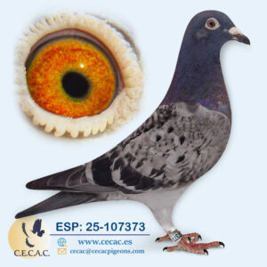 ESP: 2025-107373-M♂   HERBOTS/DIRK VAN DEN BULCK
