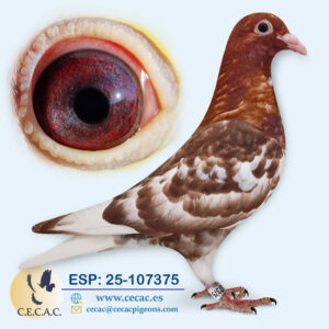 ESP: 2025-107375-M♂  MEULEMANS