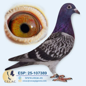 ESP: 2025-107389-M♂   ERIK LIMBOURG/MARTENS TONY