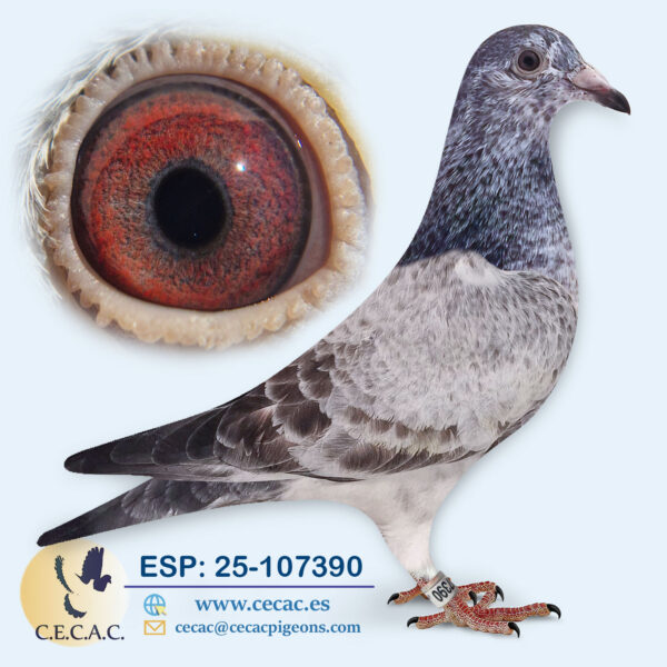 ESP: 2025-107390-H♀   DIRK VAN DEN BULCK