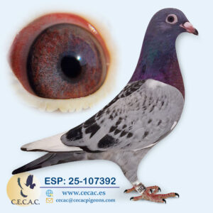 ESP: 2025-107392-M♂  PIPA ELITE CENTER