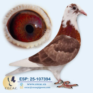 ESP: 2025-107394-M♂  EMIEL DENYS/JAN ARDEN