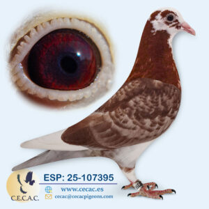 ESP: 2025-107395-H♀  EMIEL DENYS/JAN AARDEN