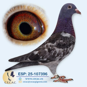 ESP: 2025-107396-M♂    JAC STEKETEE