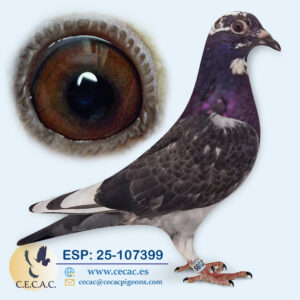 ESP: 2025-107399-H♀   LEON ROKS/ JAN AARDEN
