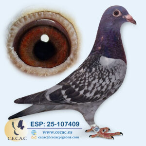 ESP: 2025-107409-H♀  LEON ROKS/JAN AARDEN