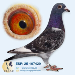 ESP: 2025-107429-M♂  PIET LAZEROMS/JAN AARDEN
