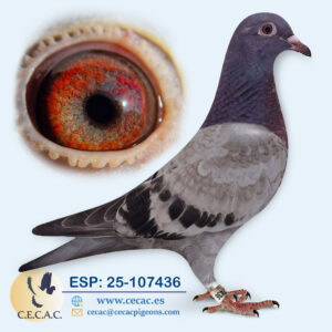 ESP: 2025-107436-H♀  KANNIBAAL