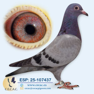 ESP: 2025-107437-H♀  KANNIBAAL