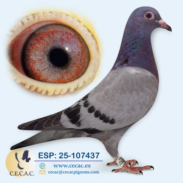 ESP: 2025-107437-H♀  KANNIBAAL