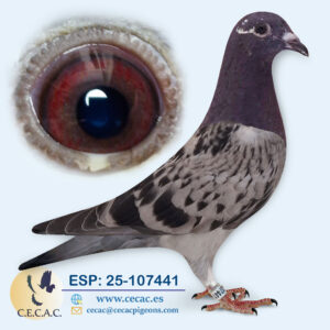ESP: 2025-107441-H♀   BATENBURG