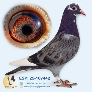 ESP: 2025-107442-H♀  AS PALOMA VELOCIDAD