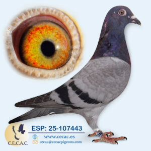 ESP: 2025-107443-M♂