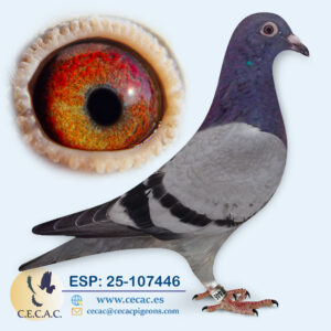 ESP: 2025-107446-M♂  STASSART