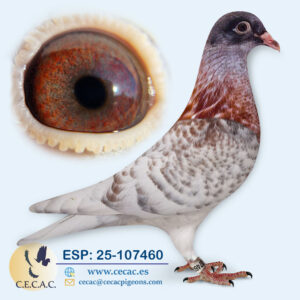ESP: 2025-107460-H♀  JAN ARDEN/COLOUR RACING