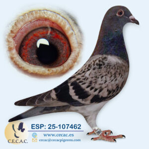 ESP: 2025-107462-H♀  GABY VANDENABEELE