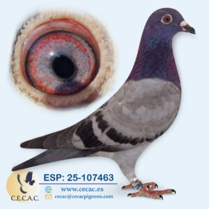 ESP: 2025-107463-M♂  GABY VANDENABEELE