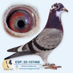 ESP: 2025-107466-H♀  DIRK VAN DEN BULCK