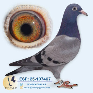 ESP: 2025-107467-H♀   GABY VANDENABEELE/ROODHOOFT