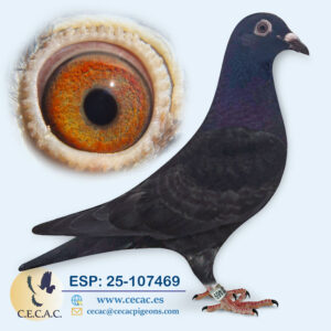 ESP: 2025-107469-H♀   SCHEREN&VANGRAMB.