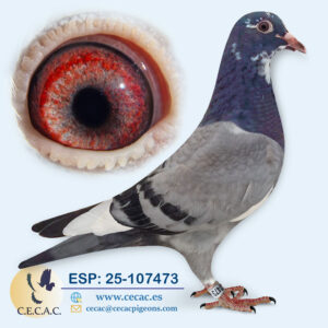 ESP: 2025-107473-M♂  PIPA ELITE CENTER