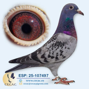 ESP: 2025-107497-H♀   LEO HEREMANS
