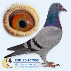 ESP: 2025-107508-M♂   MARTHA VAN GEEL