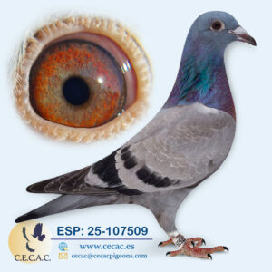 ESP: 2025-107509-H♀   MARTHA VAN GEEL