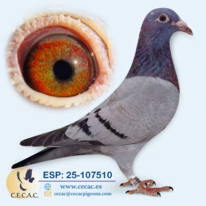 ESP: 2025-107510-H♀  JAN AARDEN
