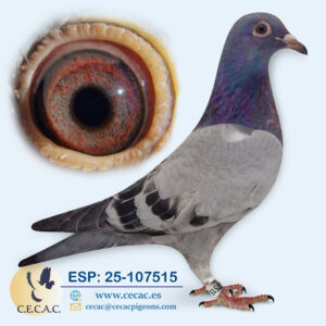 ESP: 2025-107515-M♂  DERBY