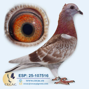 ESP: 2025-107516-H♀  JAN AARDEN