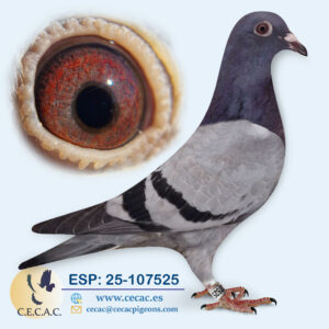 ESP: 2025-107525-H♀   DERBY