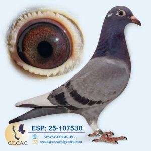ESP: 2025-107530-M   GEERINCKX/PIPA