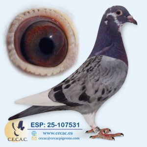 ESP: 2025-107531-H♀   GEERINCKX