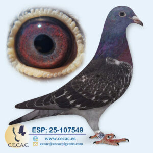 ESP: 2025-107549-H♀  JAN AARDEN
