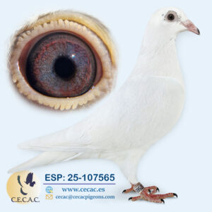 ESP: 2025-107565-M♂  LUDO CLAESSENS