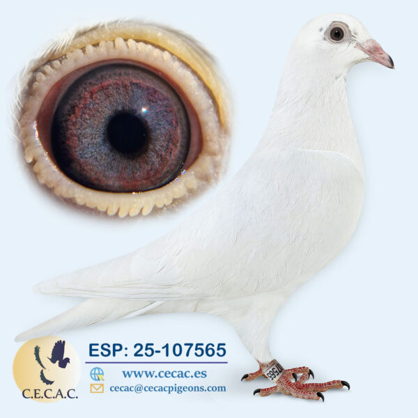 ESP: 2025-107565-M♂  LUDO CLAESSENS