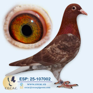ESP: 2025-107002-M♂     MEULEMANS