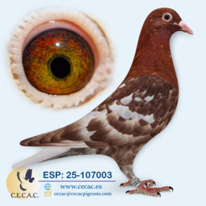 ESP: 2025-107003-M♂   MEULEMANS