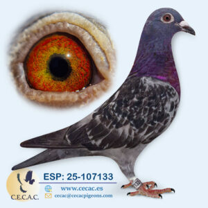 ESP: 2025-107133-H♀   STASSART