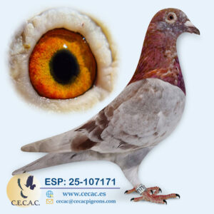 ESP: 2025-107171-M♂   DIRK VAN DEN BULCK