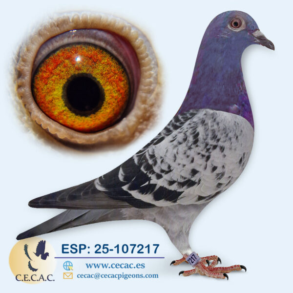 ESP: 2025-107217-H♀   JELLE JELLEMA