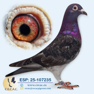 ESP: 2025-107235-M♂   STASSART