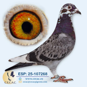 ESP: 2025-107268-H♀    DIRK VAN DEN BULCK