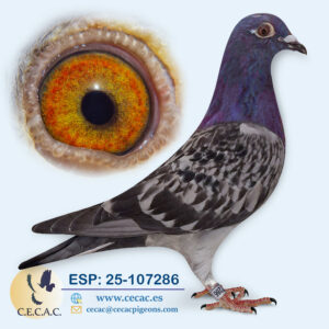 ESP: 2025-107286-H♀   JELLE JELLEMA