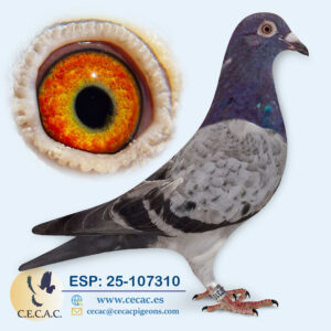 ESP: 2025-107310-M♂   DIRK VAN DEN BULCK
