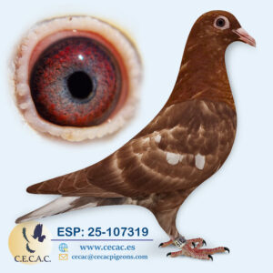 ESP: 2025-107319-H♀   MEULEMANS