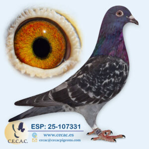 ESP: 2025-107331-M♂    DERBY