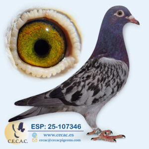 ESP: 2025-107346-H♀   JAN AARDEN/HANSENNE