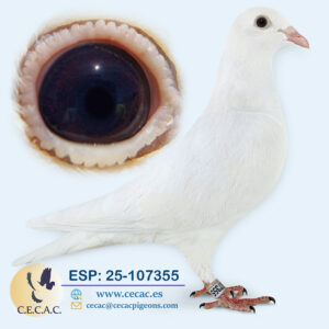ESP: 2025-107355-M♂  PIET LAZEROMS/MICHAEL BUYCK